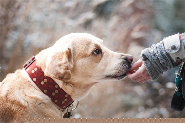 梦见信赖是什么意思 梦见信赖是什么意思