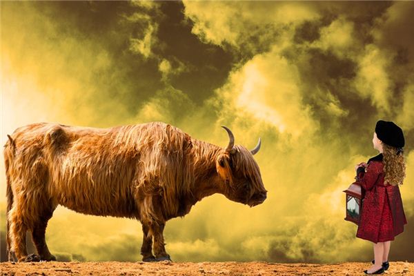 梦见小公牛是什么意思 梦见小公牛是什么意思