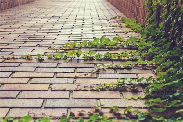 梦见常春藤是什么意思 梦见常春藤是什么意思