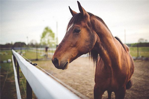 梦见马坊是什么意思 梦见马坊是什么意思
