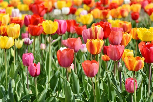 梦见色彩是什么意思