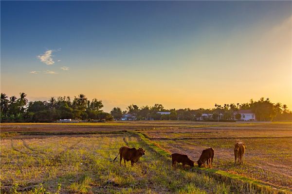 梦见故乡是什么意思 梦见故乡是什么意思
