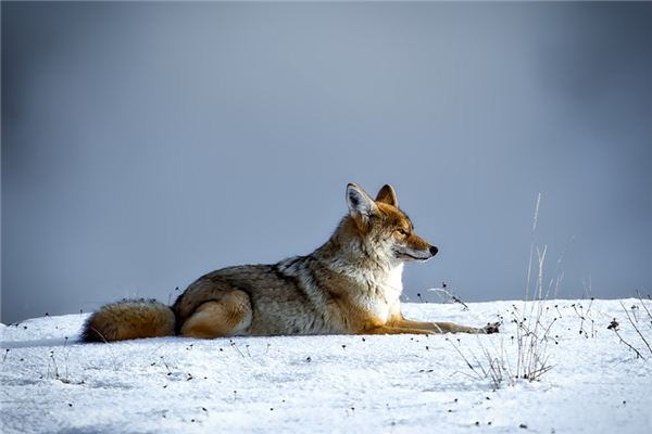 孕妇梦见狼 孕妇梦见狼