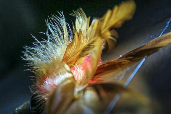 梦见鸡毛是什么意思 梦见鸡毛是什么意思