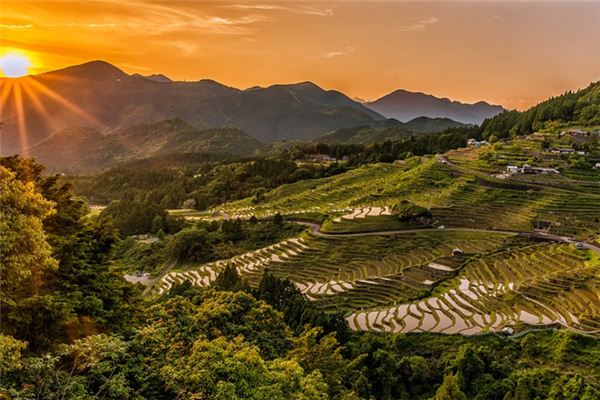 梦见水稻是什么意思 梦见水稻是什么意思