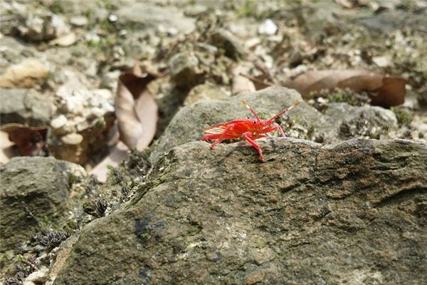 梦见害虫是什么意思 梦见害虫是什么意思