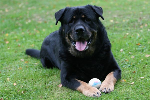 梦见狗咬自己是什么意思 梦见狗咬自己是什么意思