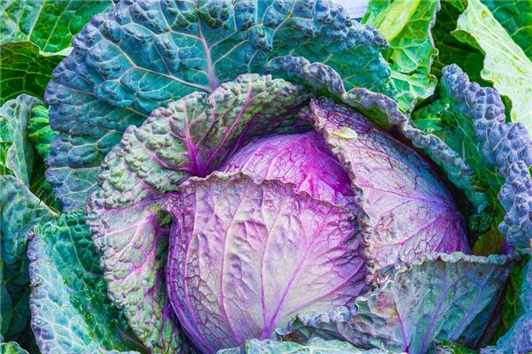 梦见洗白菜是什么意思 梦见洗白菜是什么意思