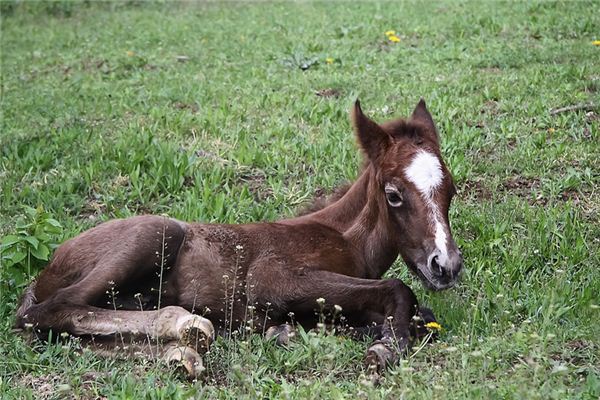 梦见小马驹是什么意思 梦见小马驹是什么意思