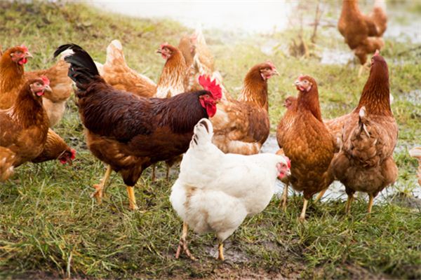 梦见鸡在啄食饲料